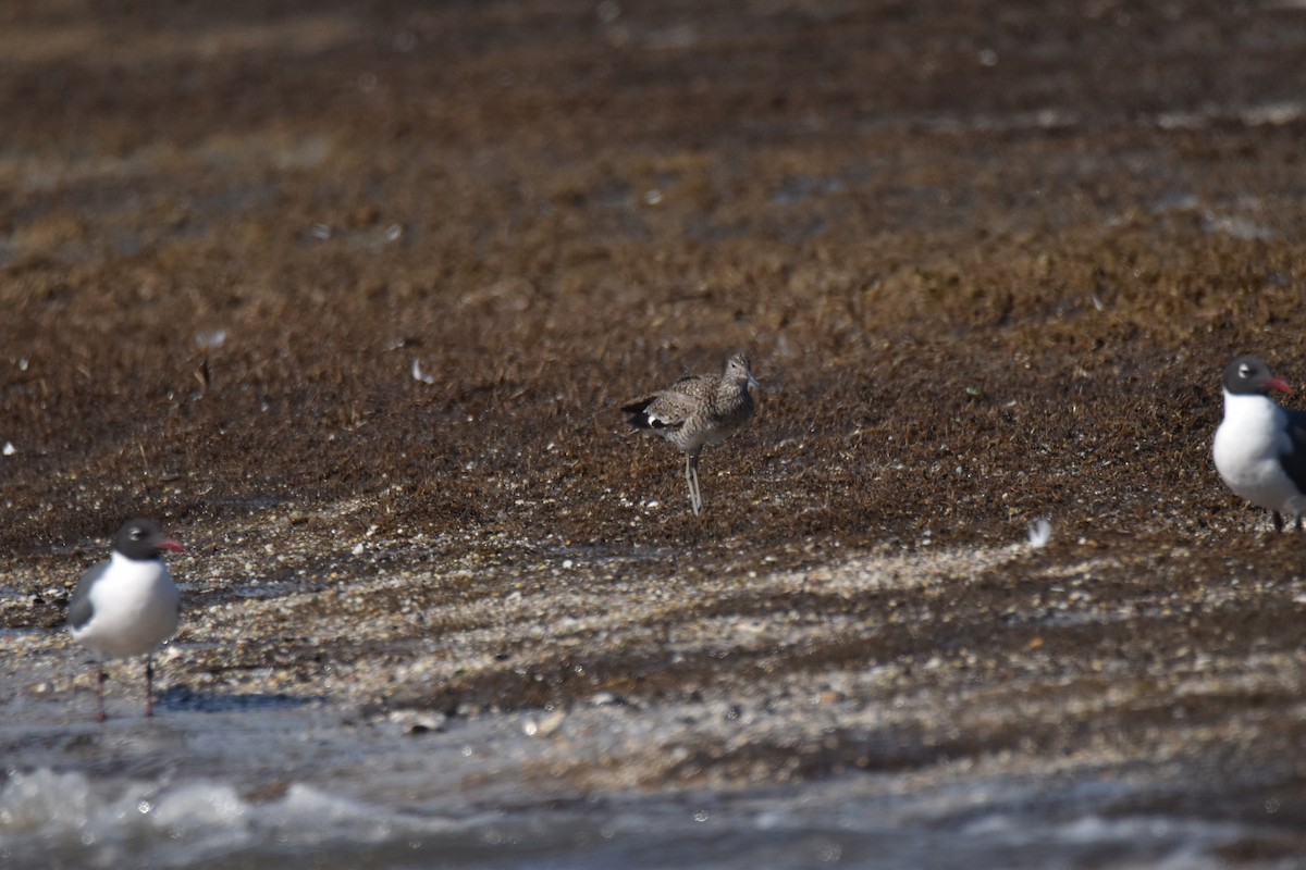 Willet - Rhiannon Thunell