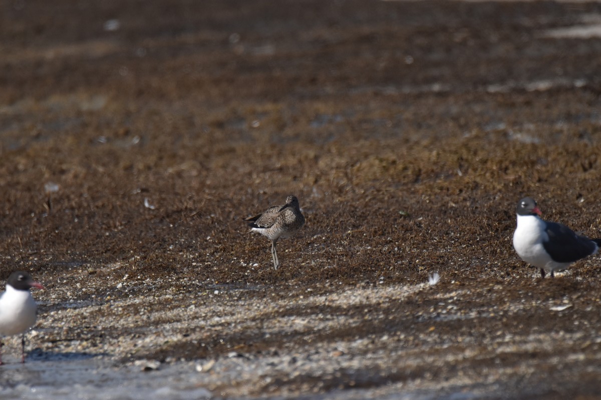 Willet - Rhiannon Thunell