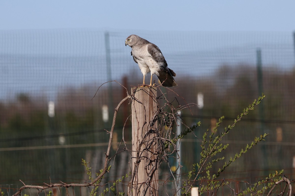 Northern Harrier - ML616001243