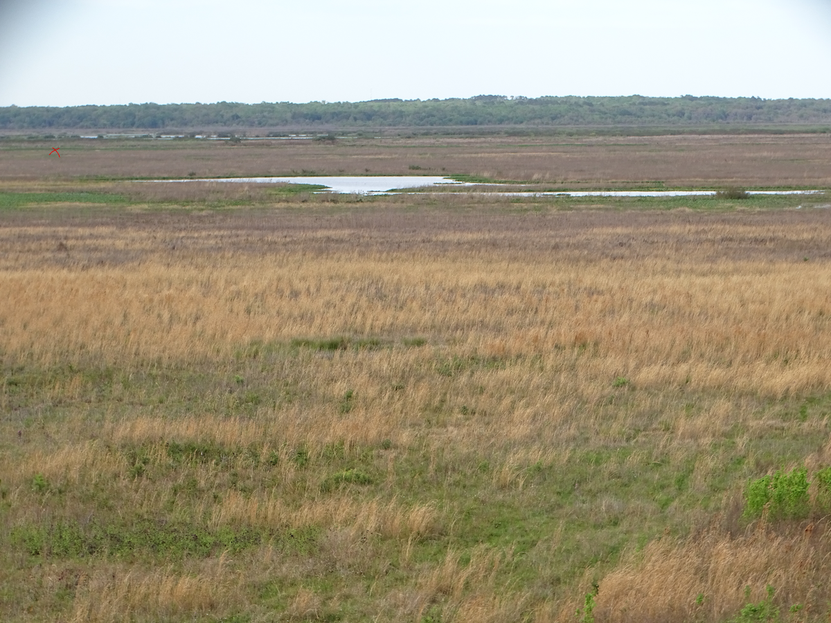 Grulla Trompetera - ML616001276