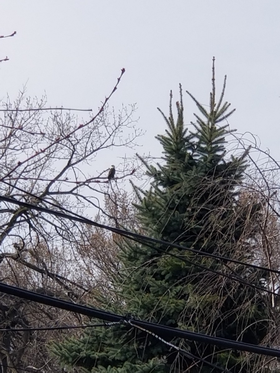 Bald Eagle - ML616001331