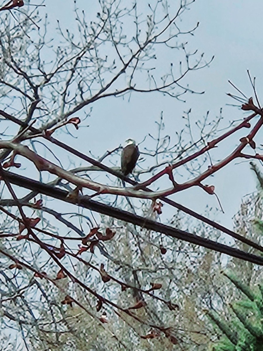 Bald Eagle - ML616001335