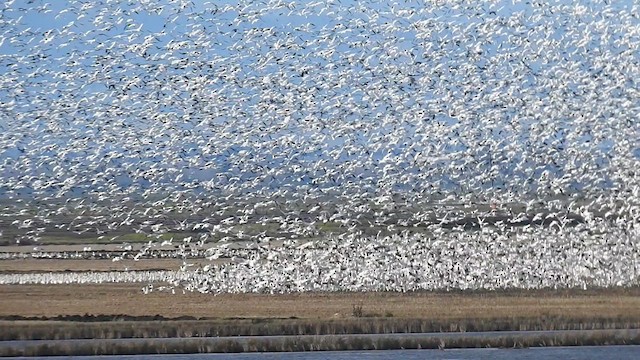 Snow Goose - ML616001386