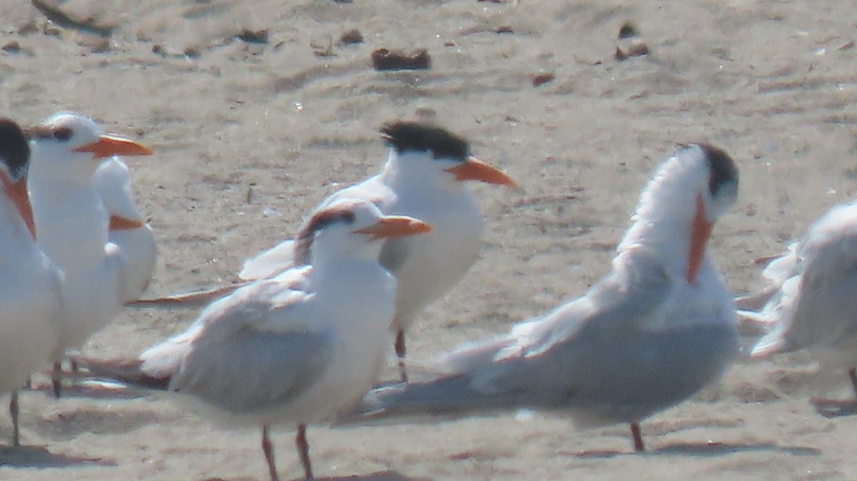 Royal Tern - ML616001419