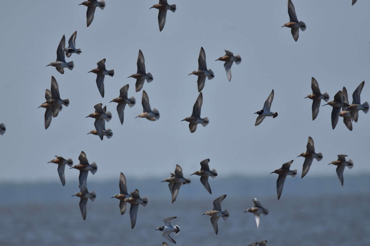 Ruddy Turnstone - Rhiannon Thunell