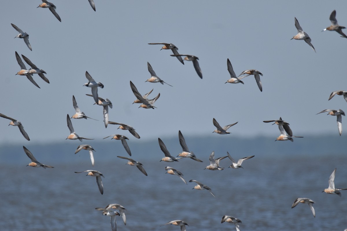 Red Knot - Rhiannon Thunell