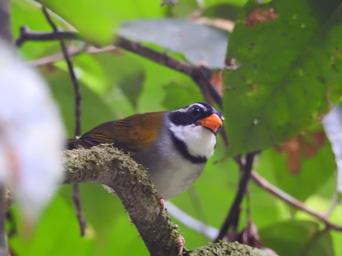 Orange-billed Sparrow - Kevin Carrera