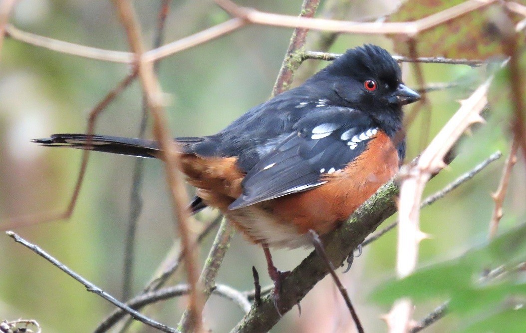 Spotted Towhee - ML616001497