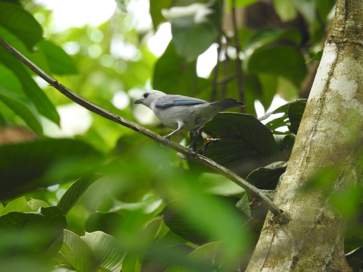Blue-gray Tanager - ML616001511