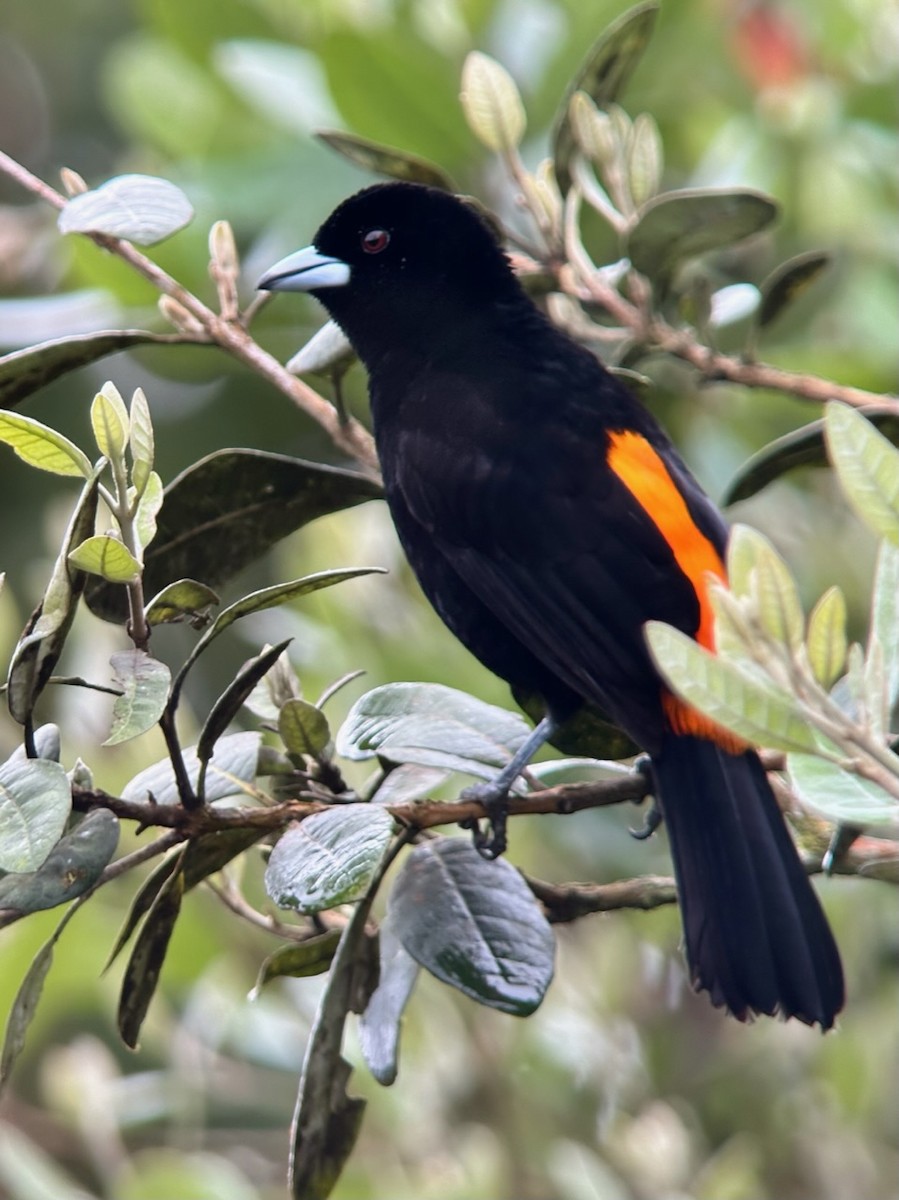 Flame-rumped Tanager (Flame-rumped) - Jeff Bouton