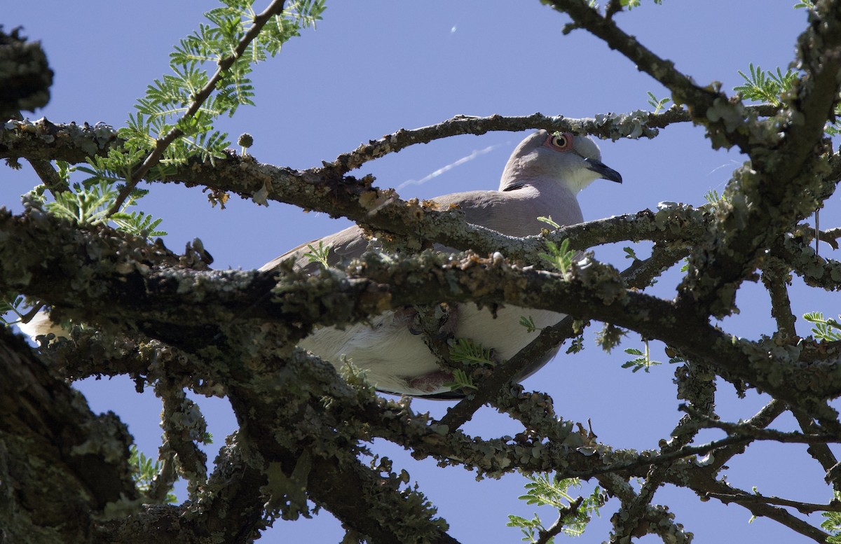 Mourning Collared-Dove - ML616001576