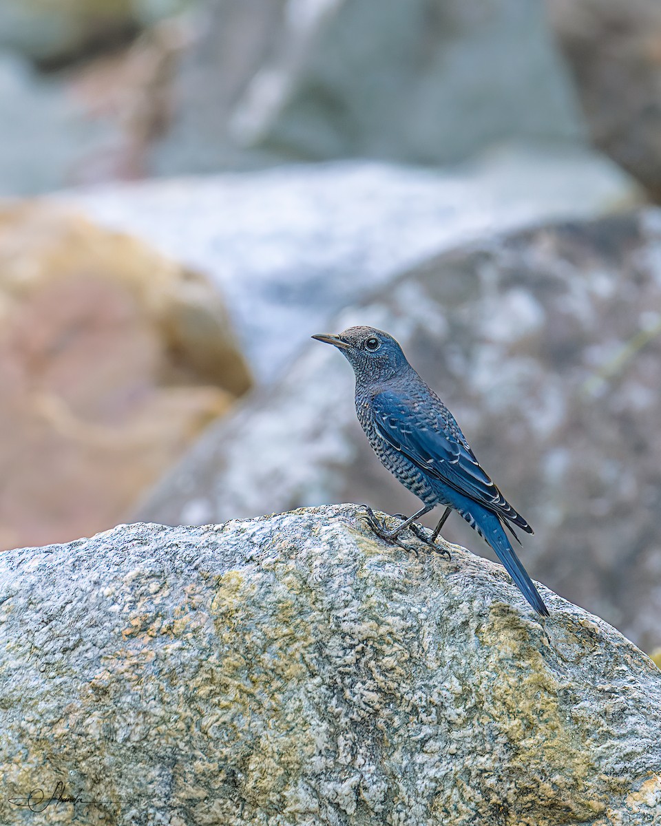 Blue Rock-Thrush - ML616001577