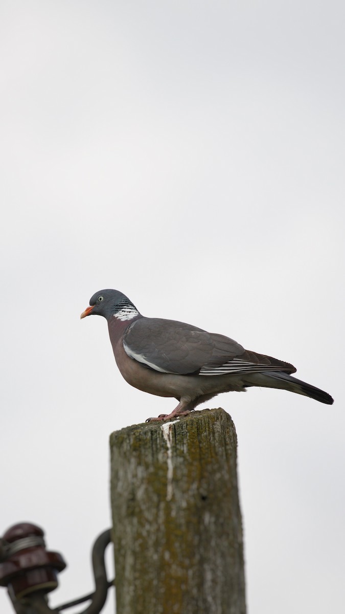 Common Wood-Pigeon - ML616001582
