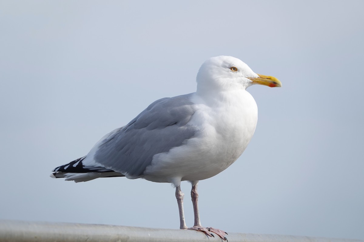 Gaviota Argéntea - ML616001607