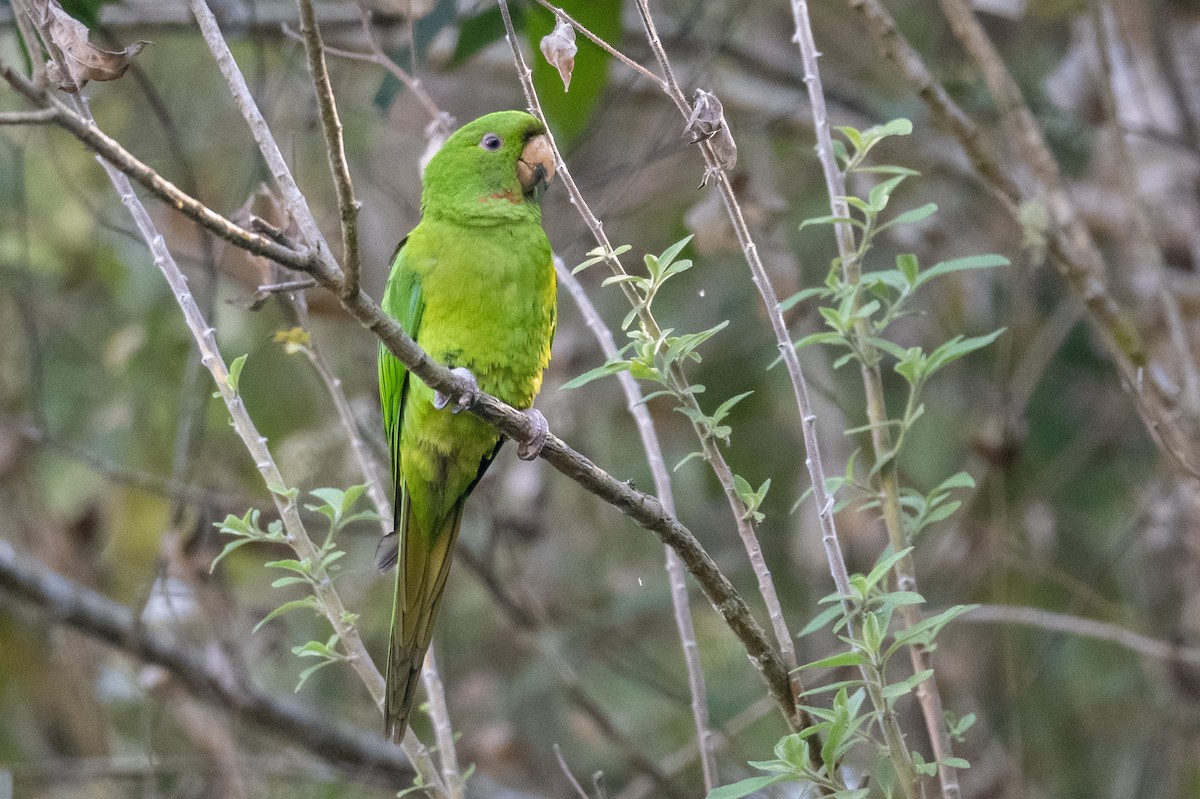 オオメキシコインコ - ML616001618