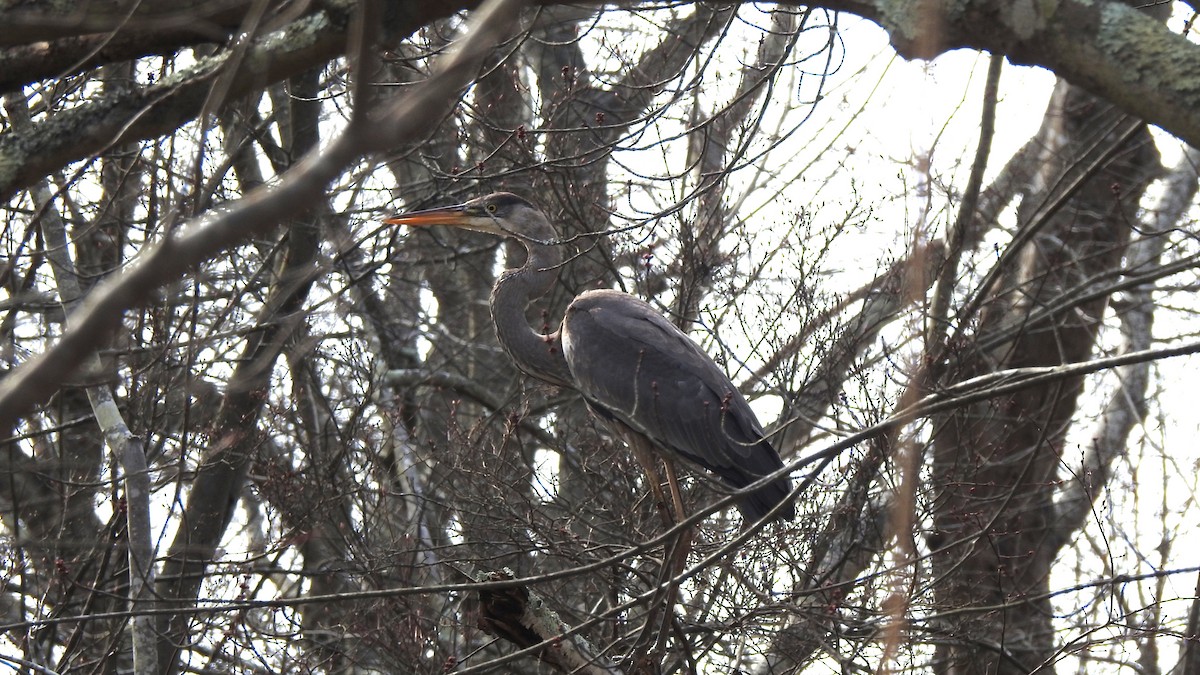 Great Blue Heron - ML616001624