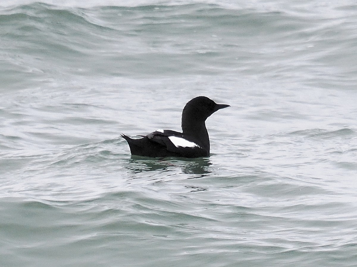 Black Guillemot - ML616001746