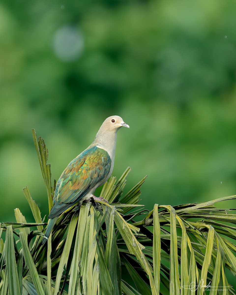 Green Imperial-Pigeon - ML616001798