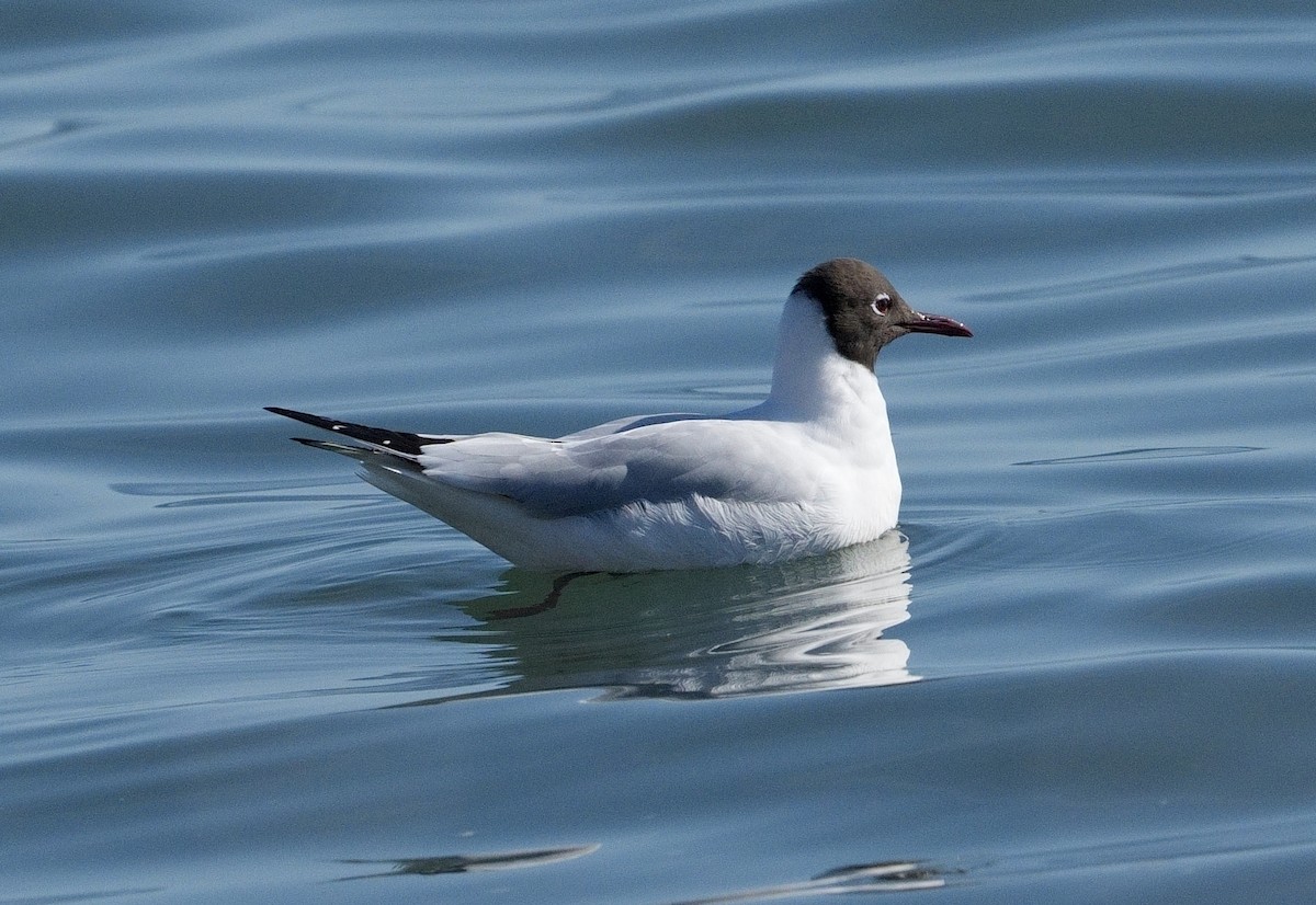 Mouette rieuse - ML616001805
