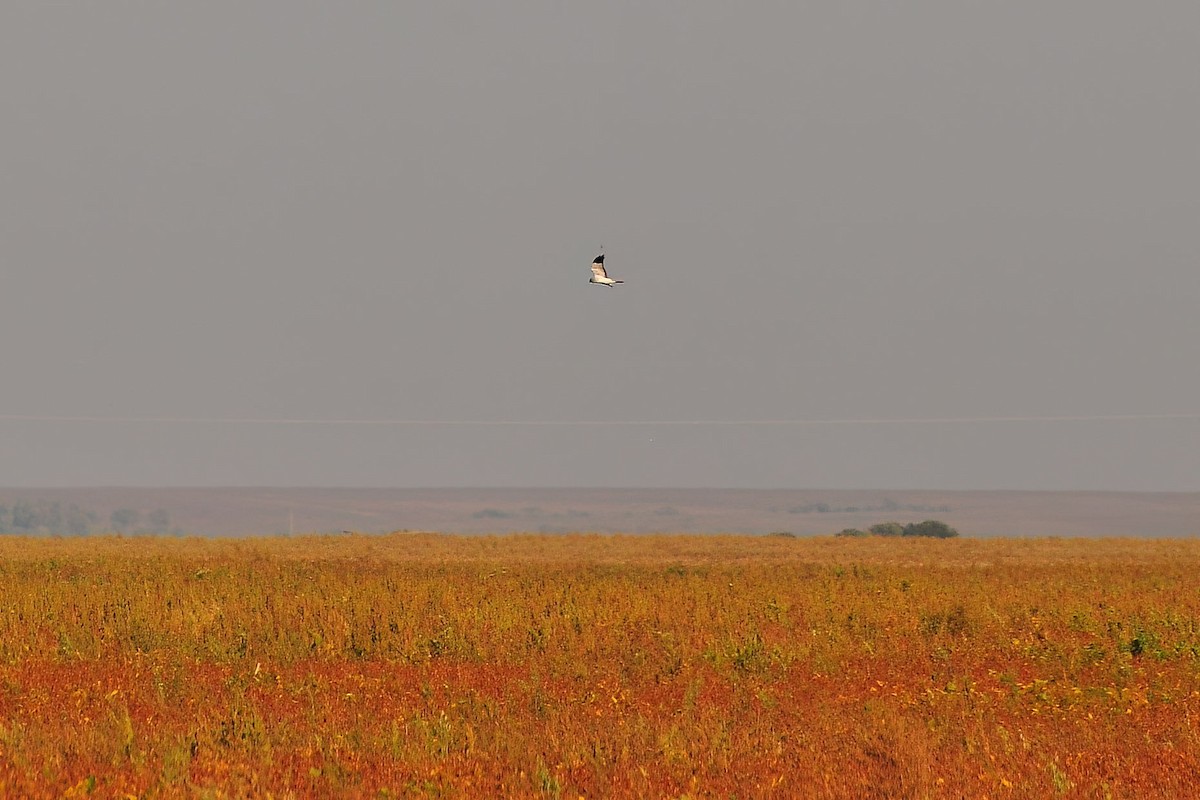 Hen Harrier - Martin Suanjak