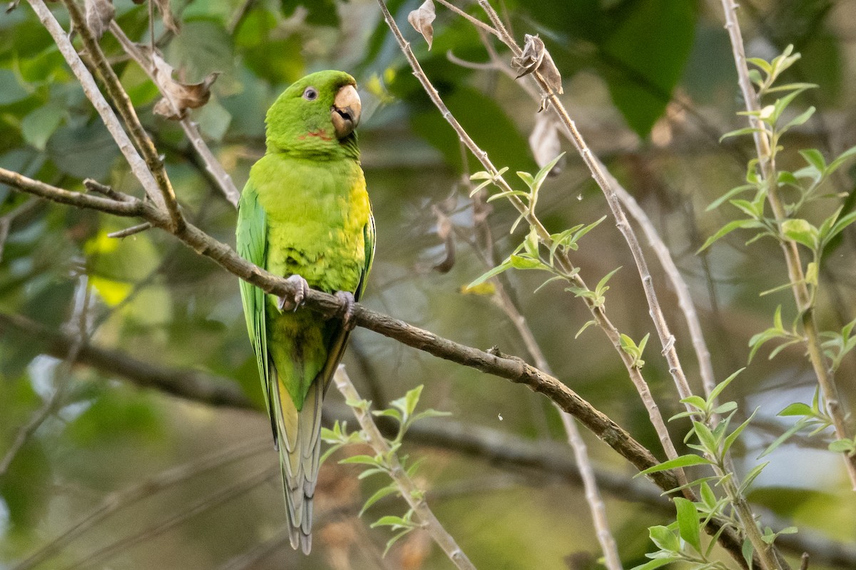 オオメキシコインコ - ML616001904