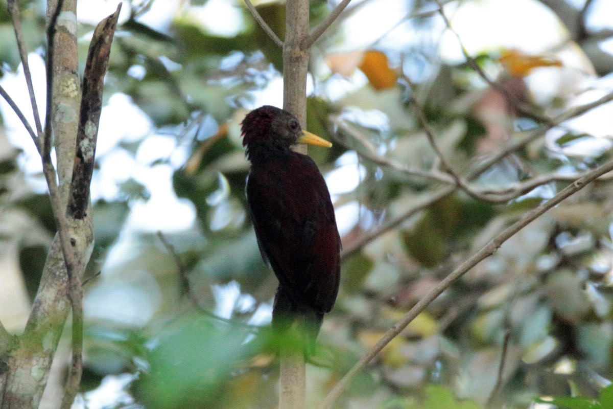 Maroon Woodpecker - ML61600191