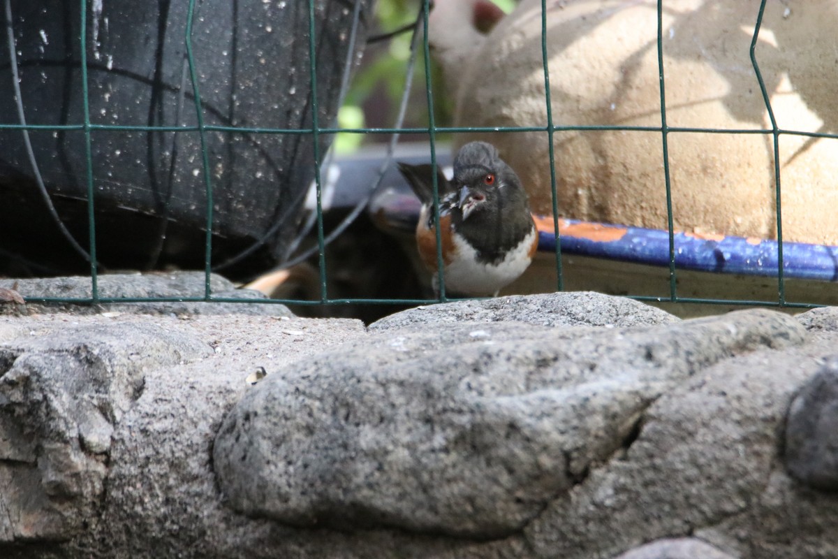 Spotted Towhee - ML616001925