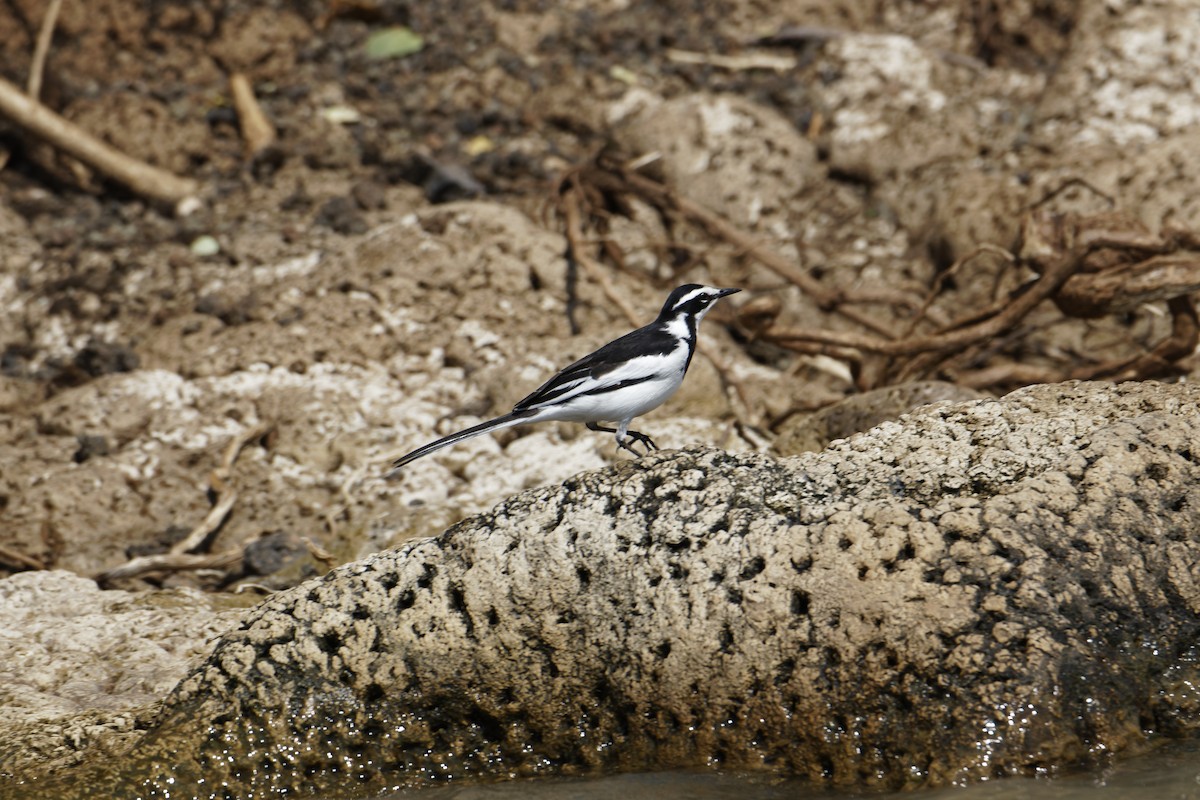 African Pied Wagtail - ML616001953
