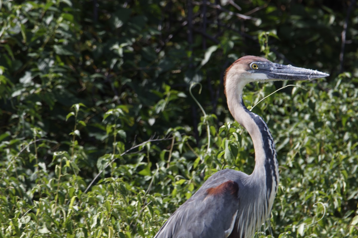 Goliath Heron - ML616001966