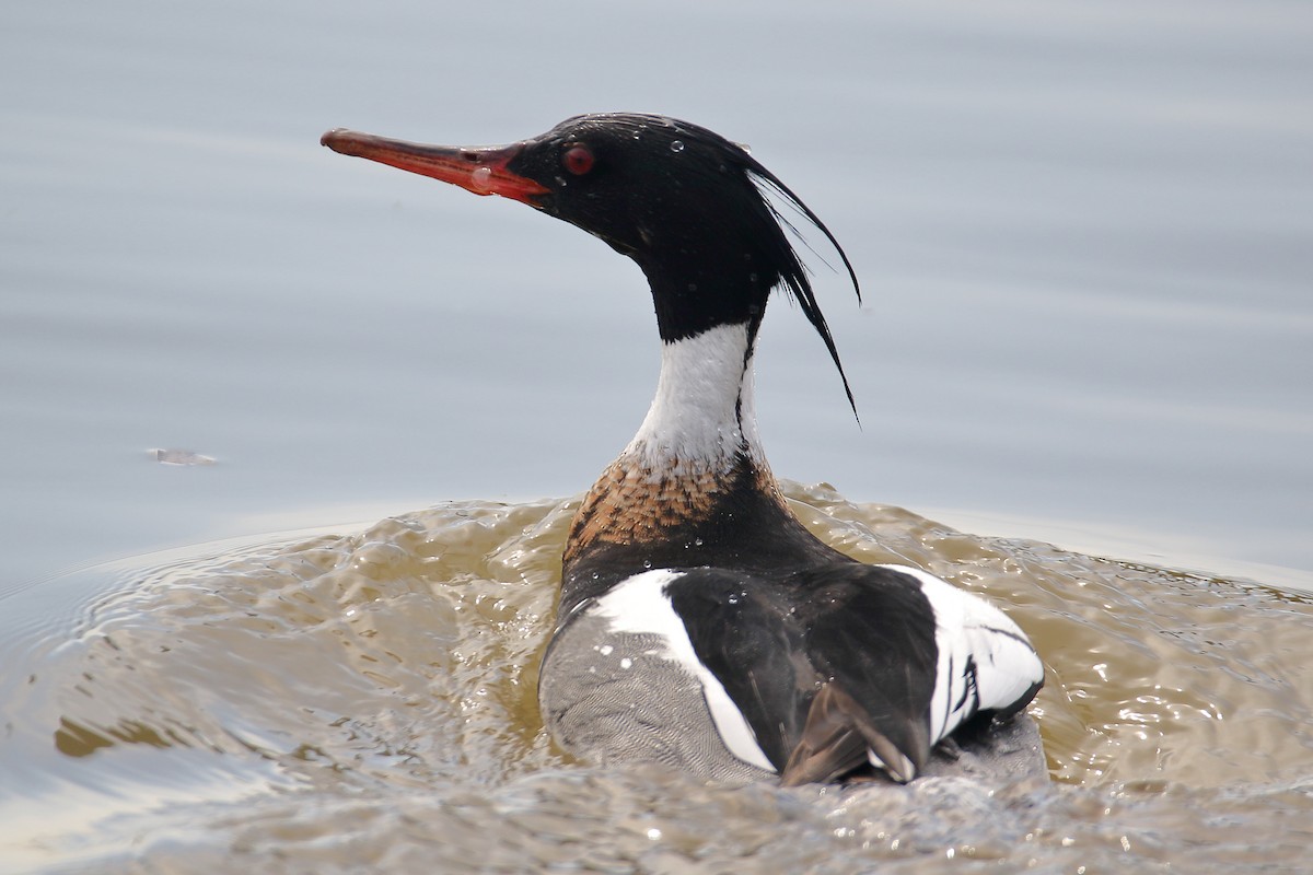 Red-breasted Merganser - ML616001984