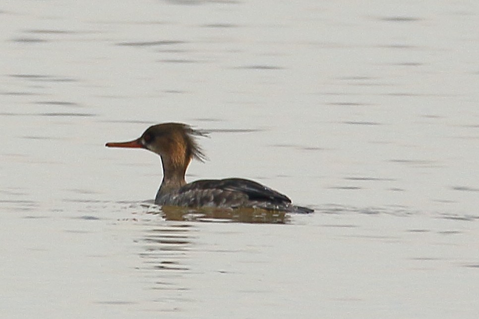 Red-breasted Merganser - ML616002003