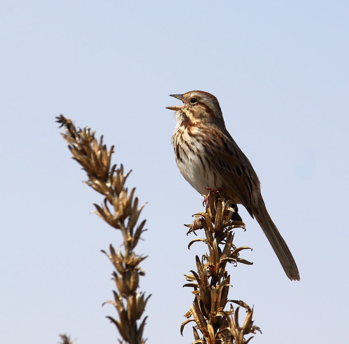 Song Sparrow - ML616002023