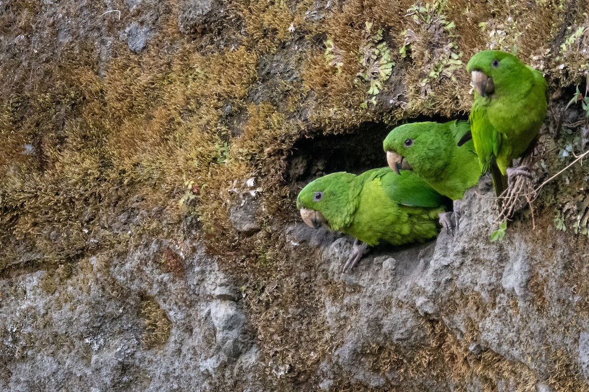 オオメキシコインコ - ML616002027