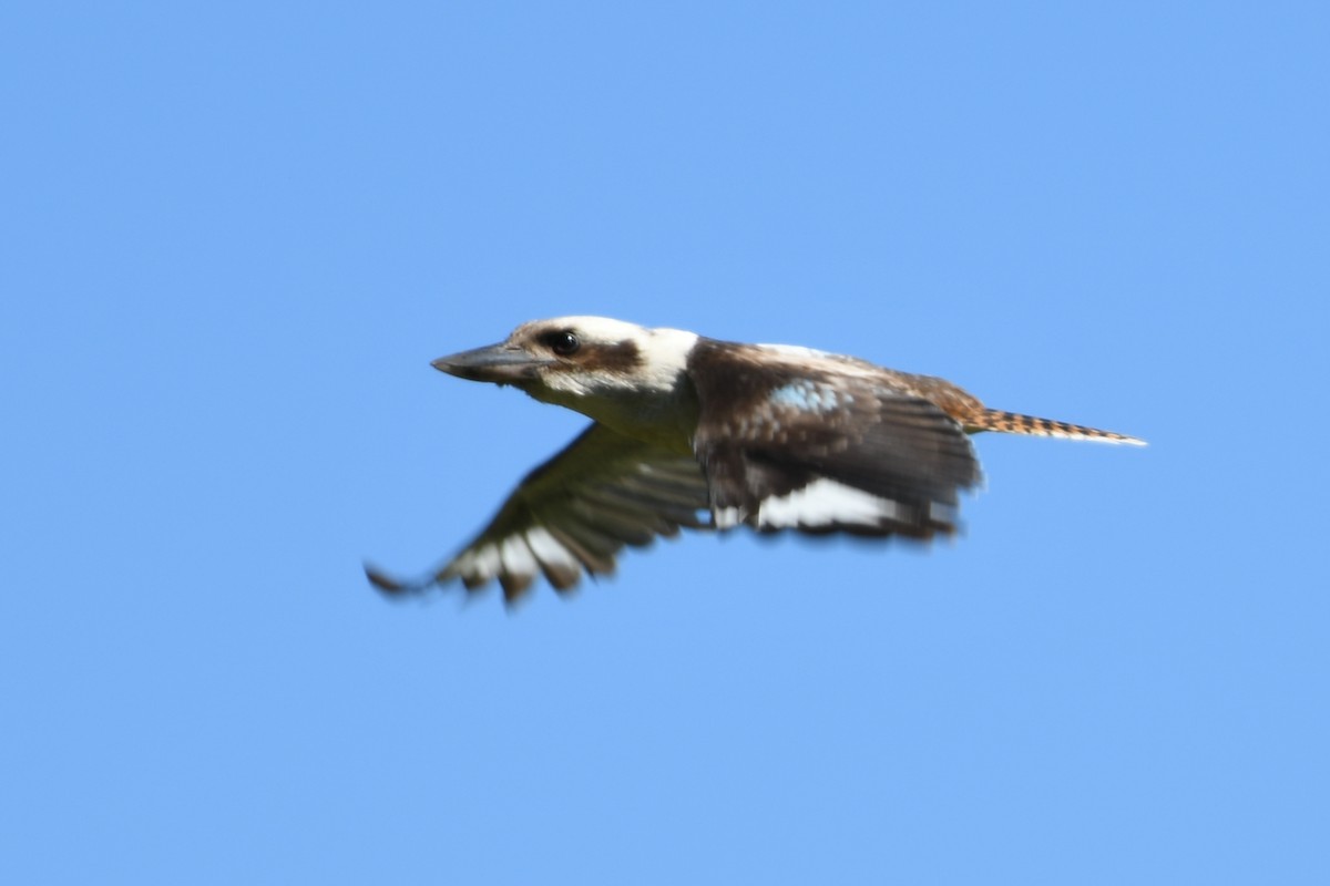 Laughing Kookaburra - Terry Rosenmeier