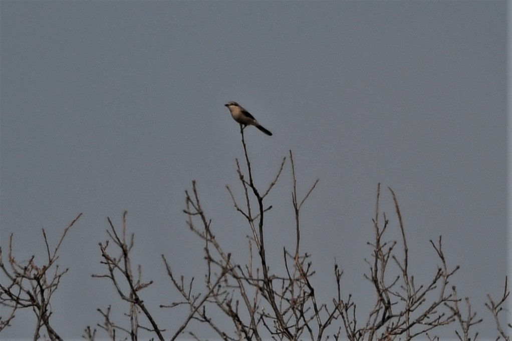 Northern Shrike - ML616002103