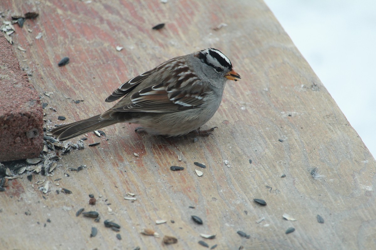 White-crowned Sparrow (Gambel's) - Daniel Hunt