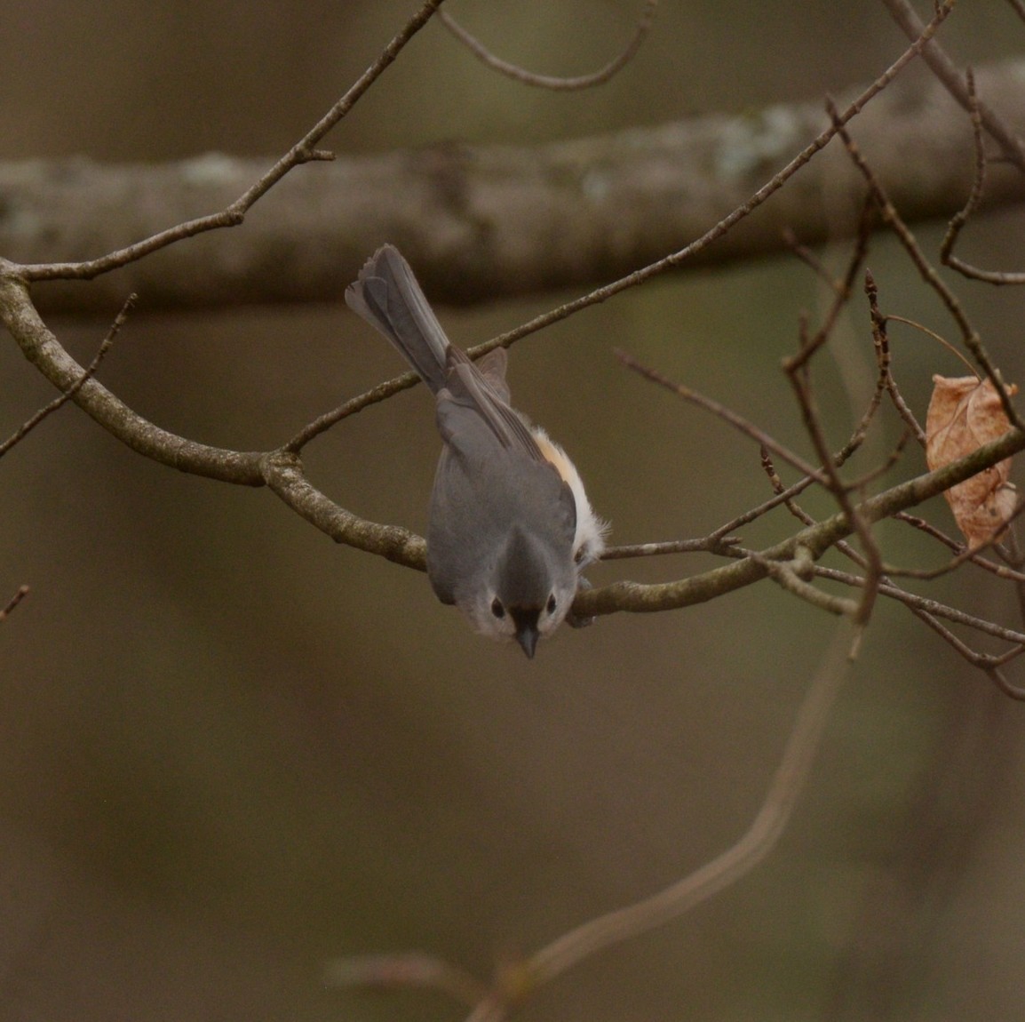 Tufted Titmouse - Daniel DeLapp