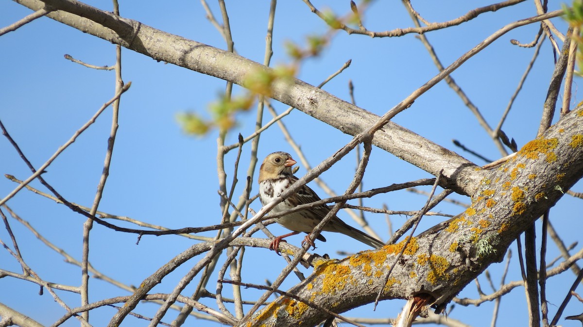 Harris's Sparrow - ML616002164