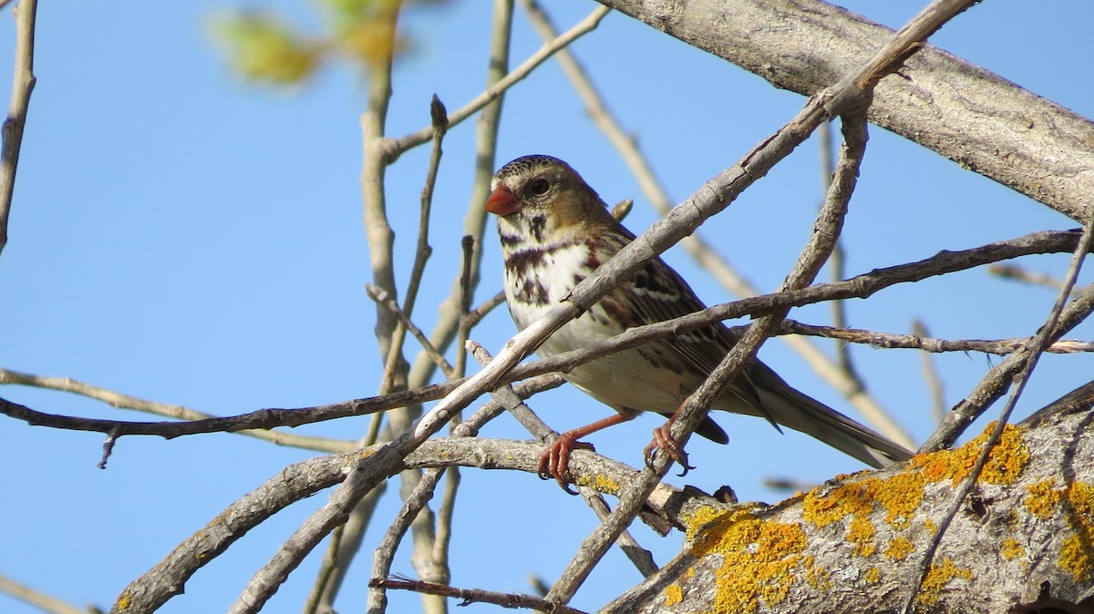 Harris's Sparrow - ML616002165