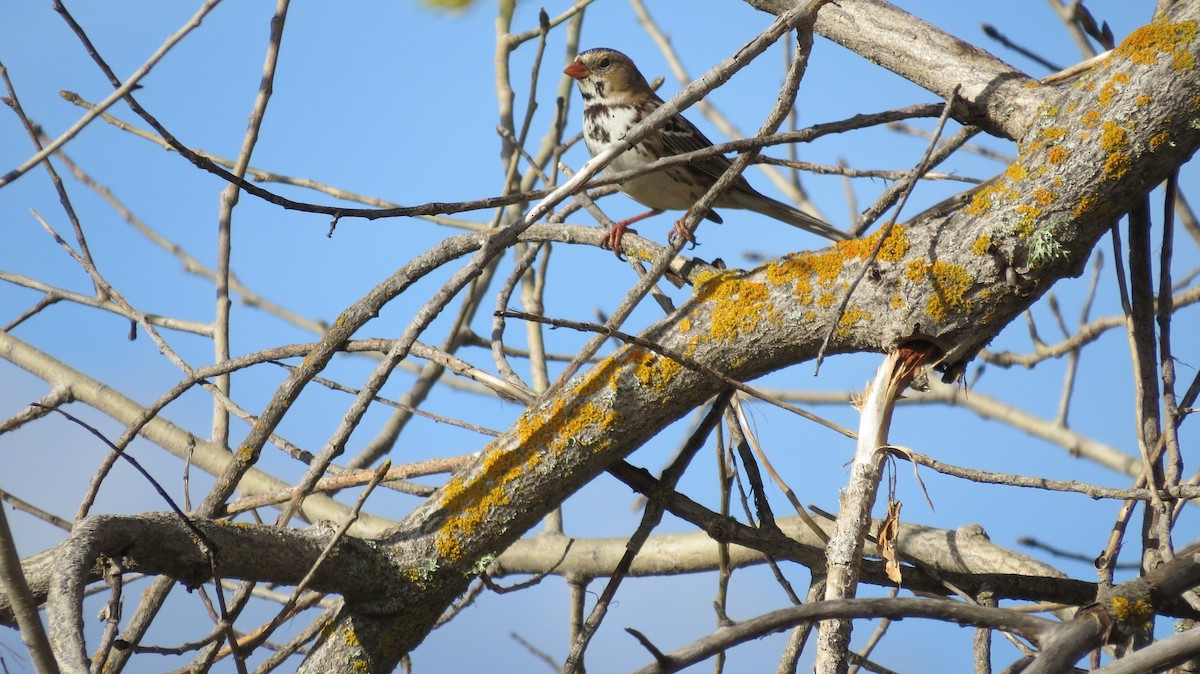 Harris's Sparrow - ML616002166