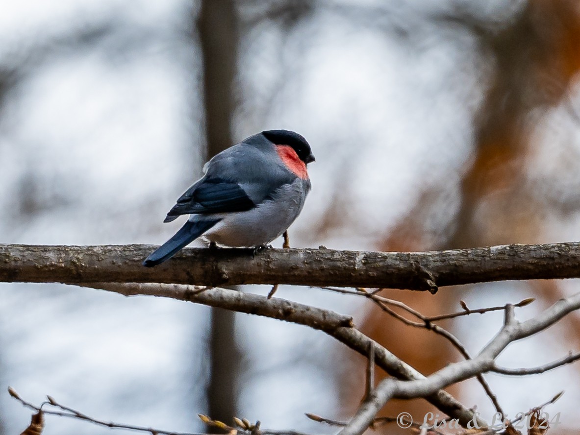 Eurasian Bullfinch (Baikal) - ML616002167