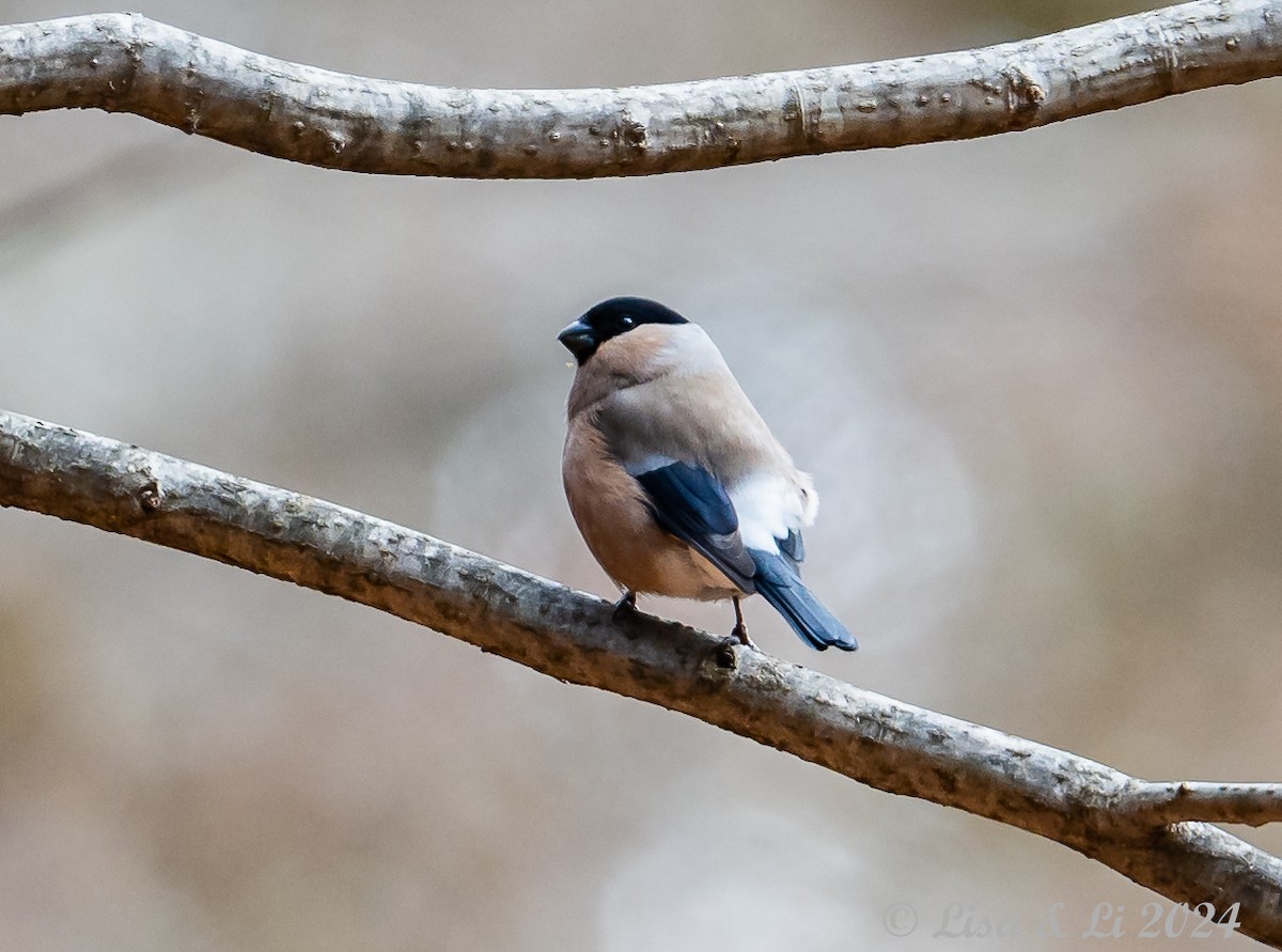 Eurasian Bullfinch (Baikal) - ML616002168