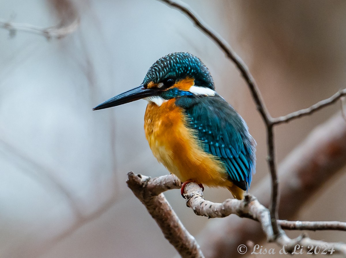 Common Kingfisher (Common) - ML616002186