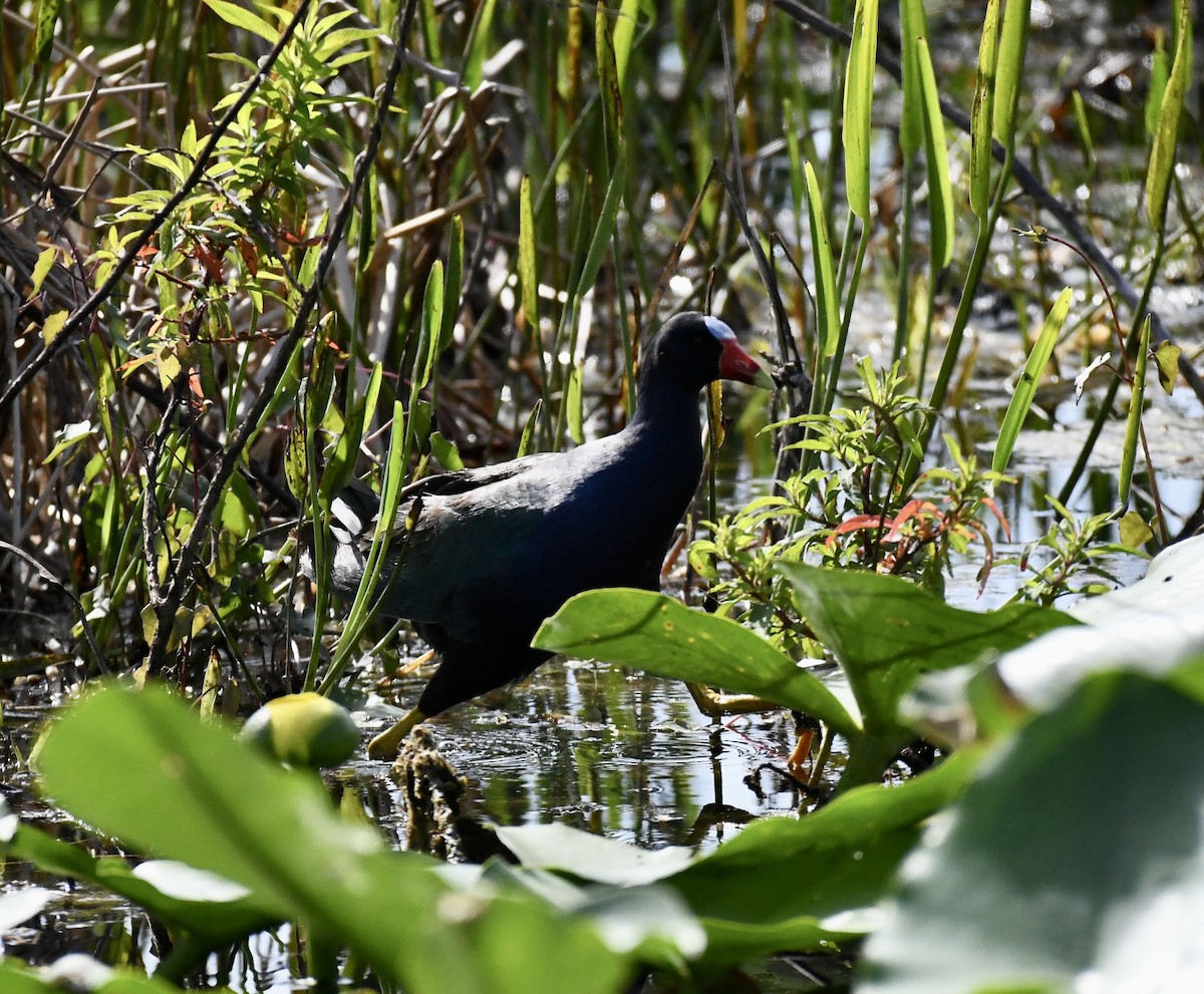 Purple Gallinule - ML616002283