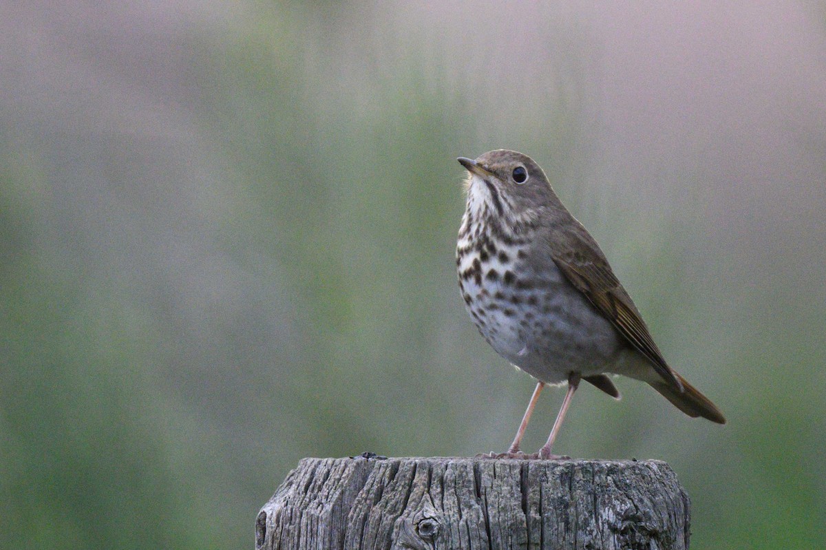 Hermit Thrush - ML616002307