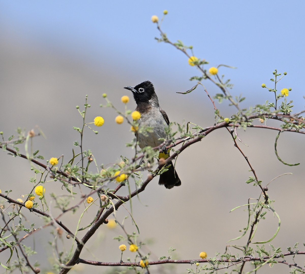 White-spectacled Bulbul - ML616002337