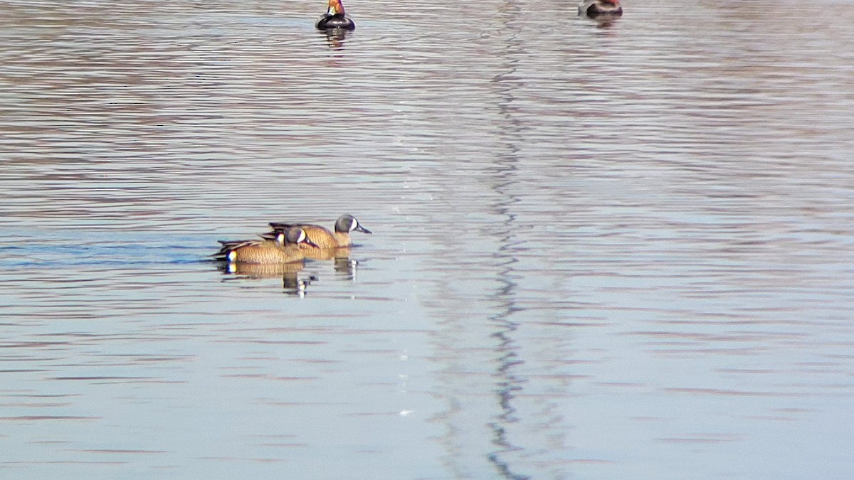 Blue-winged Teal - ML616002377