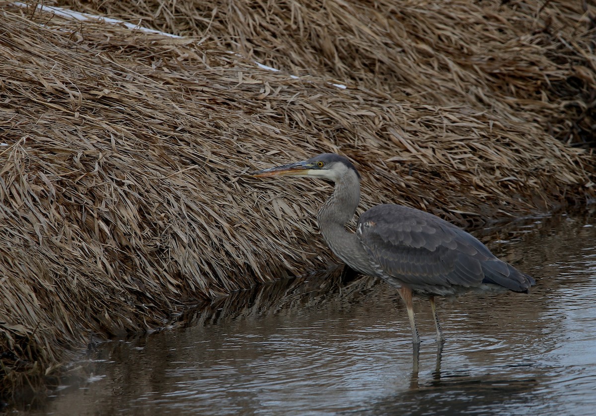 Great Blue Heron - ML616002381