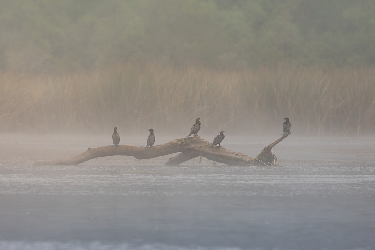 Neotropic Cormorant - Claudio Véliz