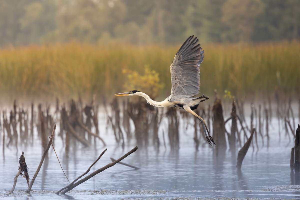 Cocoi Heron - Claudio Véliz